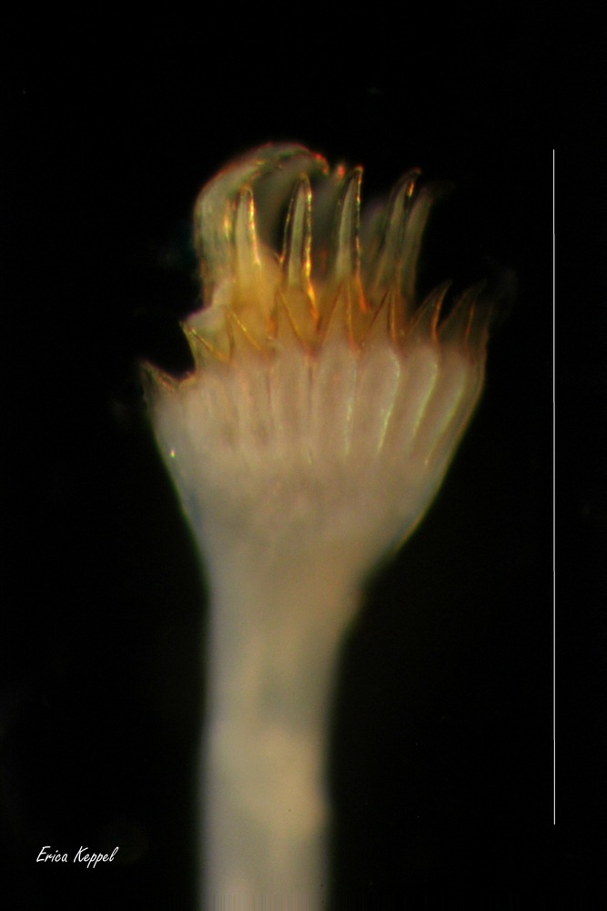 Image of Hydroides dianthus